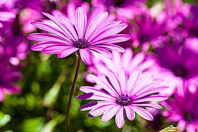 《PEAK》三天再卖100万份！ Landcrab分享未来更新计划